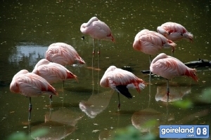 Fota Island - Flamingoes