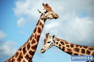Fota Island - Giraffes