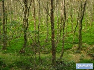 Craggaunowen