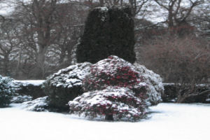 Castleview Farm - Garden in the snow _2
