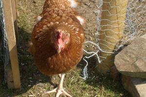 Seafield Farm - Hens