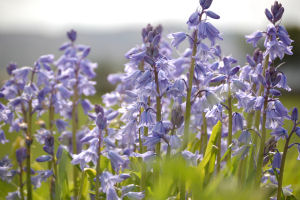 bluebell