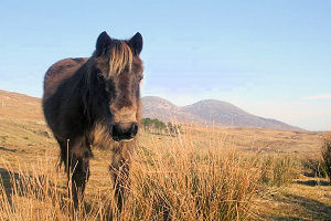 pony