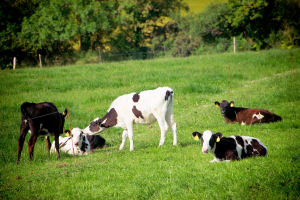 Lochinver Farmhouse - Farm