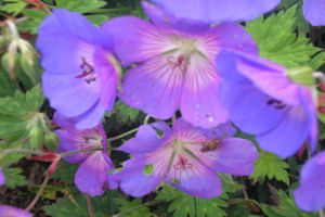 Lochinver Farmhouse - Geranium with bee