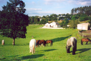 field with horse 