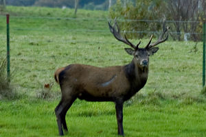 Local Deer in Killarney National Park