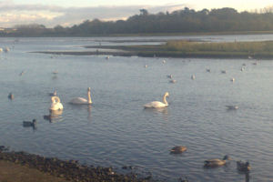 Swans