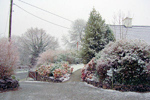 tree with snow 