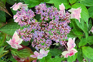 flower new 