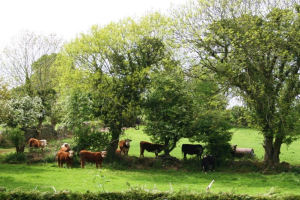 Kathleens Country House - Cows from back garden