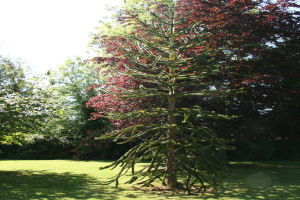 Chilean Pine Tree