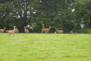 Ballinwillin House - Deer