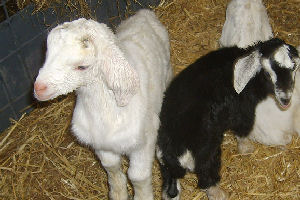 Open Farm - IFSC2782