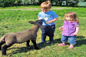 lamb