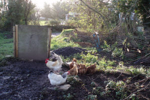 The Burn - Chickens