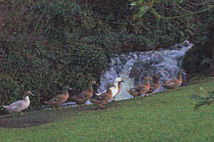 The Burn - Ducks