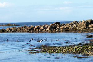 shore