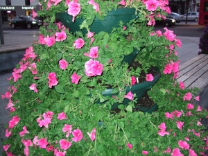The Dormers - Flowers