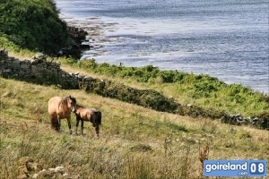 Galway-Clifden-P08-04179