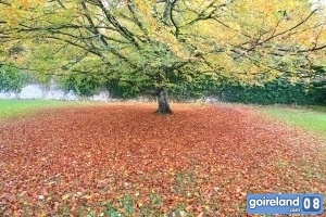 Galway-Coole-Park-P08-04070