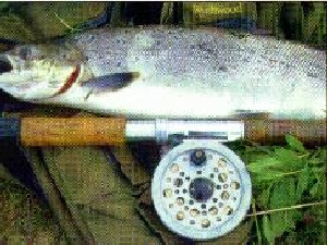 castleconnell-a-fisherman-s-paradise-desc1-16057