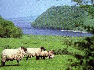 lough-derravaragh-desc1-13567