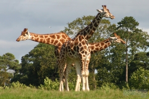 Image: Fota Wildlife Park - Cork - Ireland.