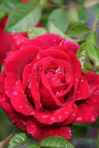Image: Rose of Tralee Festival 2009 - Tralee - County Kerry - Ireland.