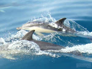 Image: Dolphins in West Cork - Ireland.