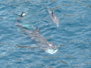 Image: Dolphin & Basking Shark - West Cork - Ireland.
