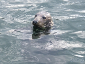 Image: Seal - Ireland.