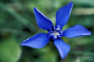 Image: Flower in County Clare - Ireland.